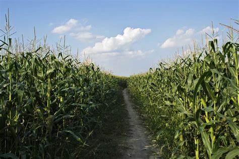 Corn Showing Midday Strength