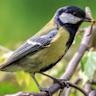 The bird that "eats" the velutina