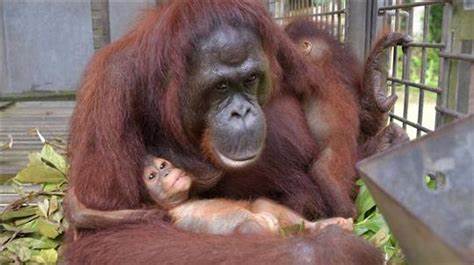 Orang-Utan-Mutter adoptiert Kind von verschollener Freundin