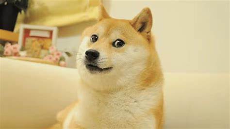Kabosu Dies: Beloved Shiba Inu Who Gained Fame As Doge Meme Was 18 - Deadline