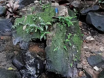 22 Million-Year-Old Forest (and New Species) Discovered on Remote Island in Panama