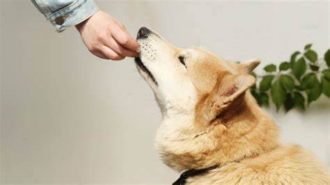 5 common myths about your dog's health debunked - Hindustan Times