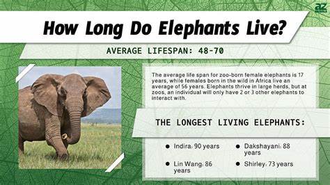 How Long Do Elephants Live? - All About Wildlife