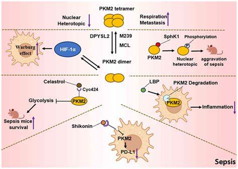 Туморна пируват-киназа (PKM2; Тumor M2-PK; Pyruvate kinase isoenzyme 