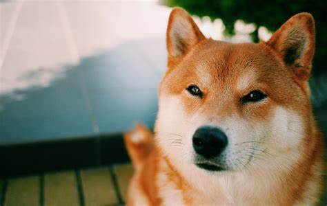 WallStreetBets craze pushes dogecoin up 5x in 24 hours