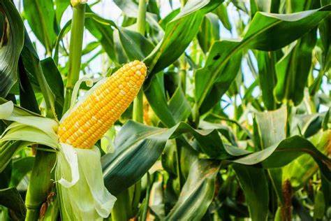 Corn Giving Back Monday Gains Early on Tuesday