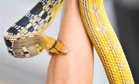 Man who let deadly snakes bite him 200 times could be key to new antivenom [video]