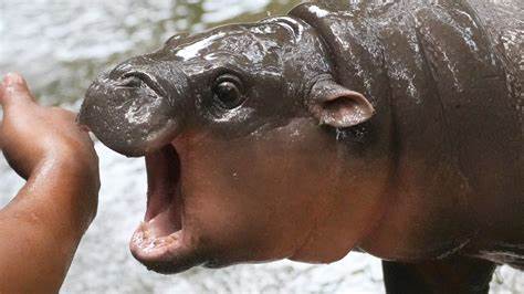 She’s an Icon, She’s a Legend, and She Is the Moment. Meet Viral Baby Hippo Moo Deng