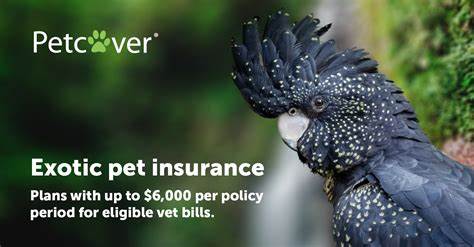 Exotic pet insurance: How it works