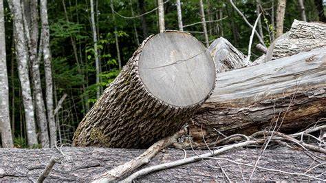 U.S. plans to rescind rule blocking logging on national forest lands
