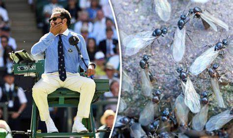 Flying ants have invaded Wimbledon and it's impossibly gross