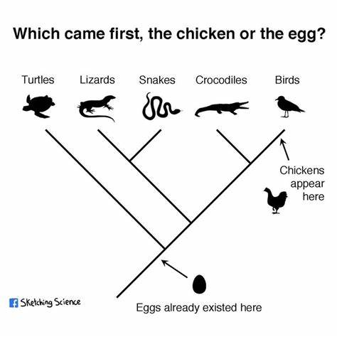 Did the chicken or the egg come first? I have the answer