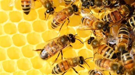 Voracious honey bees threaten the food supply of native pollinators