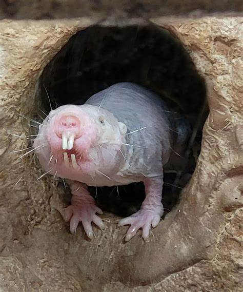 What tiny molecules in ants and naked mole-rats can tell us about societal roles