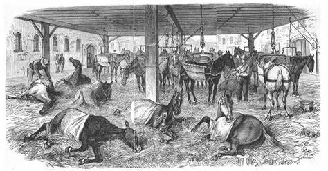 The Federal War on Animal Welfare