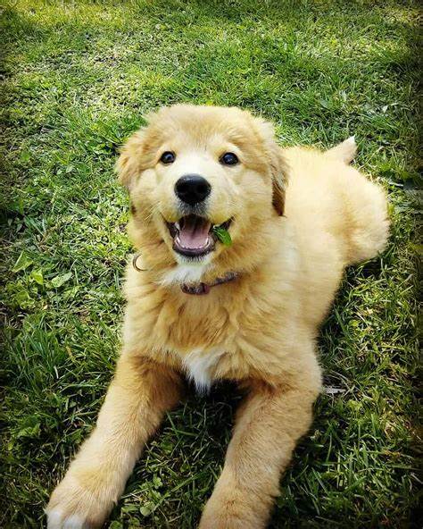 Golden Retriever Cross