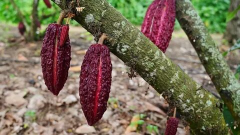 Nestle unveils method to boost cocoa yields as climate change hits