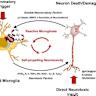 From Cells to Signals: AI as the Nervous System of Our Digital Organism