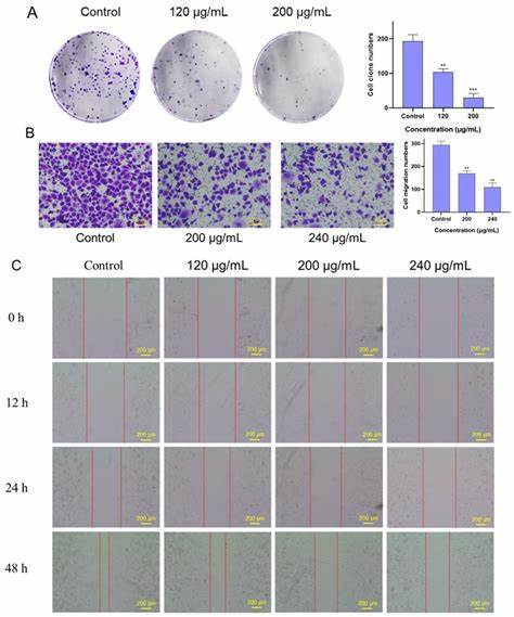 Fermented Stevia Leaf Extract Active Against Pancreatic Cancer PANC-1 Cell Line
