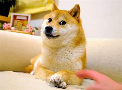 The dog from the doge meme has died - The Verge