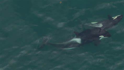 Orcas Use Kelp as a Possible Grooming Tool