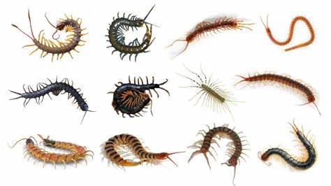 Show HN: The Catipede