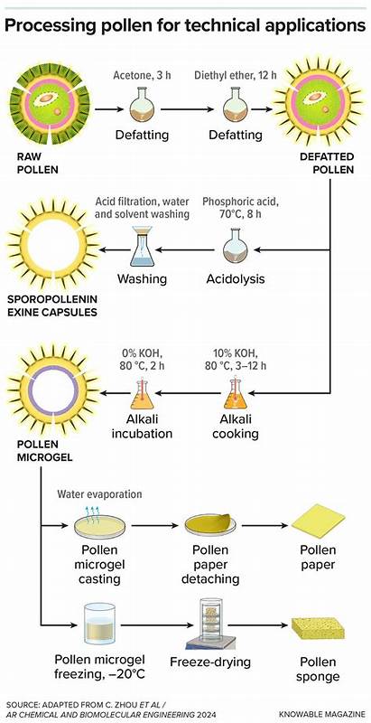 Using pollen to make paper, sponges, and more