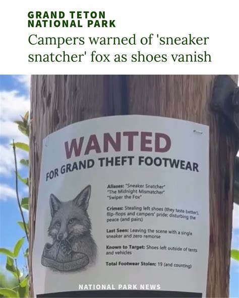 Beware of 'Swiper,' a Fox at Grand Teton Park with a Penchant for Footwear