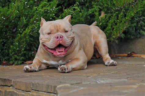 Pocket Bully’s Soft Purrs During Belly Rubs Are the Definition of Precious