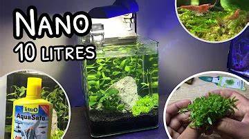 10 meilleurs poissons pour un aquarium de 20 litres