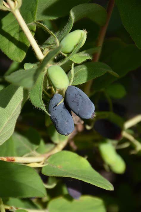 Borealis Honeyberry (Lonicera caerulea 'Borealis') at Ron Paul Garden 
