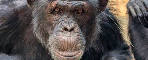Chimpfluencers Stick Grass in Their Ears and Butts in Latest Viral Trend