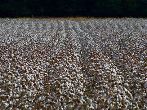 Cotton Slipping Lower on Thursday