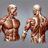 The Undervalued Medical Power of Muscle