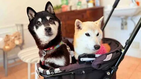 The Next Doge? Meme Shiba Inu Owner's New Pup Inspires Official Cocoro Coin - Decrypt