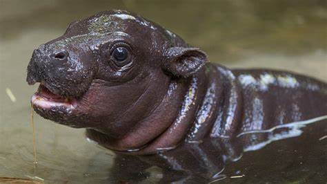 Why does the internet love baby hippo Moo Deng? There’s a science to it