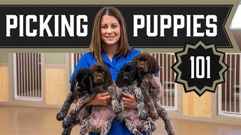 Looking for a Service Dog | Pick A Puppy | Pet Docs - YouTube