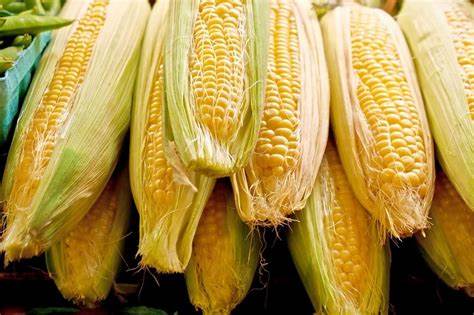 Corn Pulls Back on Monday, as Acres are Trimmed but Ratings Improve