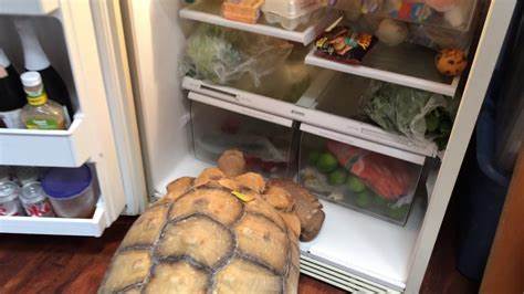 Refrigerator Hibernation for Tortoises and Turtles