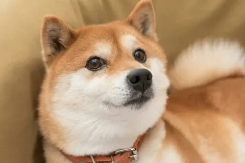 Should You Forget Bitcoin and Buy Shiba Inu Instead?