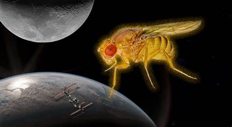 Fruit Flies in Space