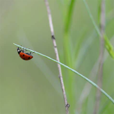 An almost catastrophic OpenZFS bug and the humans that made it