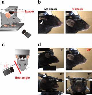 Inferring internal states across mice and monkeys using facial features