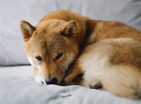 Shiba Inu (SHIB) Could See Major Price Surge: Trader - U.Today