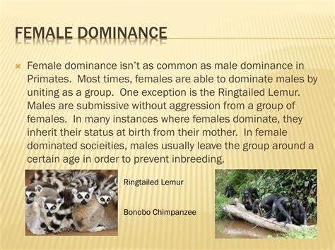 The evolution of male–female dominance relations in primate societies