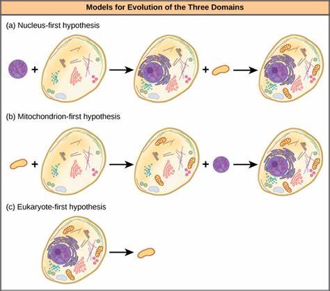 Origin and Evolution of Genes in Eukaryotes