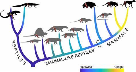 Mammal evolution of upright posture was no cake walk