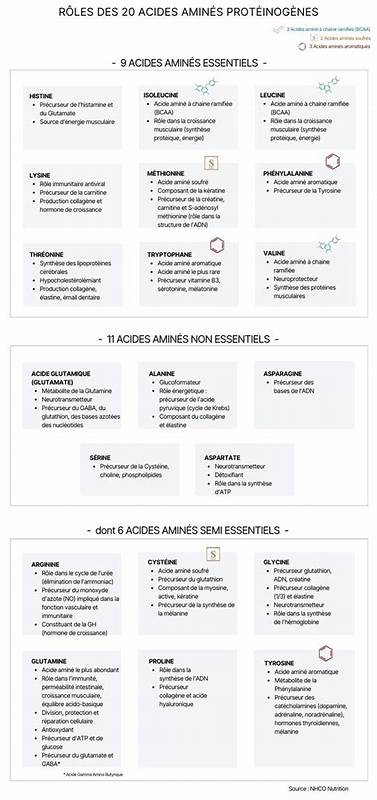 Tableau des 20 acides aminés : comprendre leur rôle essentie