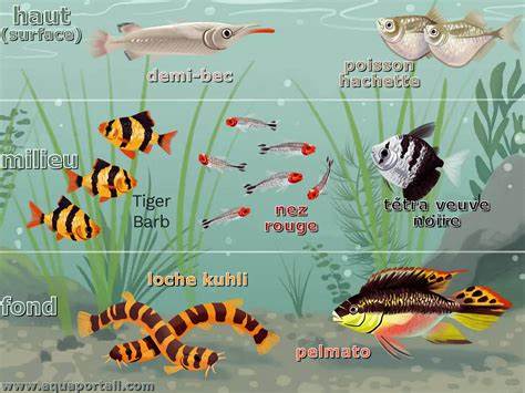 Le guide ultime des poissons pour aquarium d'eau douce : espèces 