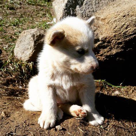 Oldest known dog breed reveals hidden human history